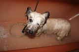 BAIN - SKYE TERRIER 078